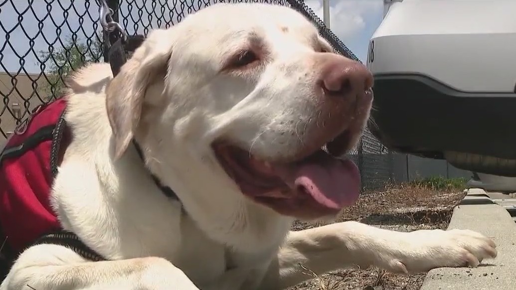 Apartment resident fined over service dog
